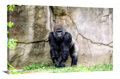CW6933-primates-silverback-gorilla-00