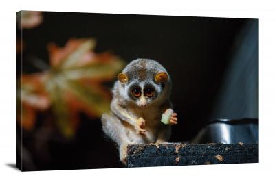 Small Big Eyed Primate, 2019 - Canvas Wrap