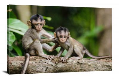 CW6935-primates-two-baby-monkeys-00