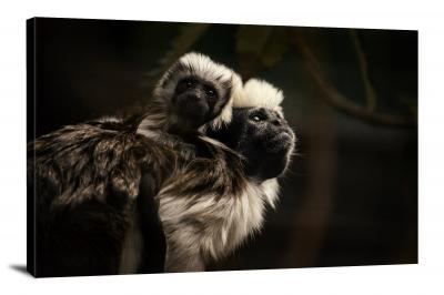 Cotton Top Tamarin Mother and Child, 2020 - Canvas Wrap