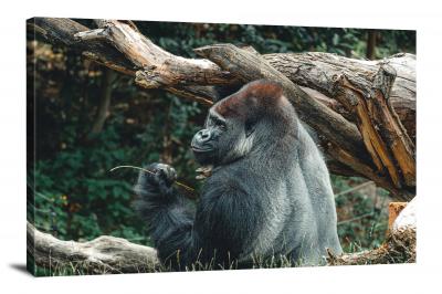 CW6939-primates-gorilla-eating-00