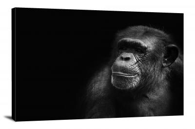 CW6940-primates-b_w-ape-00