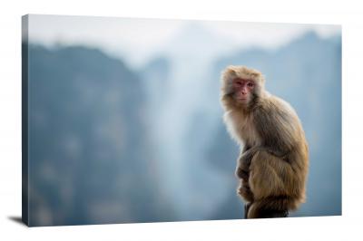 CW6941-primates-monkey-on-a-log-00