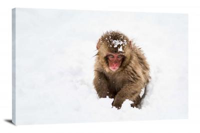 CW6942-primates-snow-monkey-00