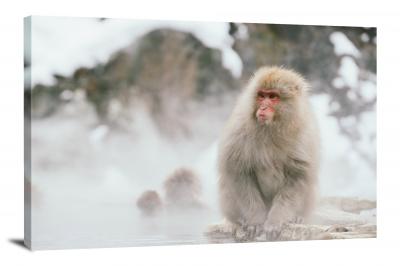 CW6943-primates-monkey-in-a-bath-00