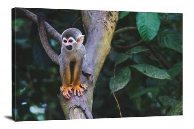 CW6944-primates-a-common-squirrel-monkey-00