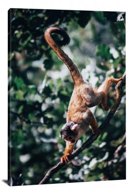 CW6945-primates-monkey-on-a-tree-00
