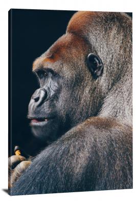 CW6946-primates-silverback-profile-00