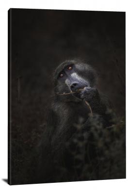 CW6948-primates-black-monkey-00