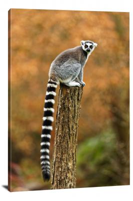 Lemur on a Pole, 2019 - Canvas Wrap