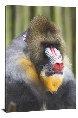 CW6952-primates-male-mandrill-face-00