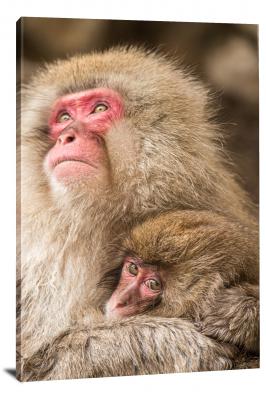 CW6953-primates-snow-monkey-duo-00
