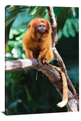 CW6955-primates-golden-monkey-00