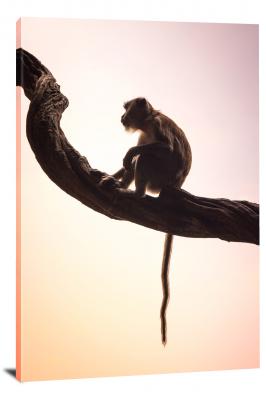 Long-Tailed Macaque, 2018 - Canvas Wrap