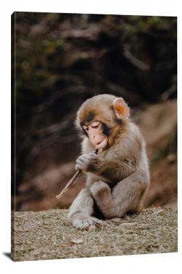 CW6959-primates-baby-monkey-playing-with-stick-00