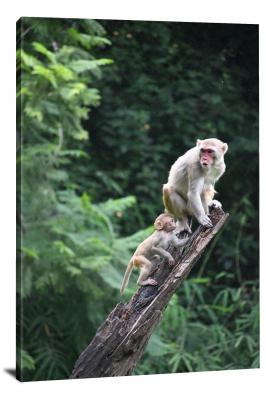 CW6961-primates-two-light-monkeys-00