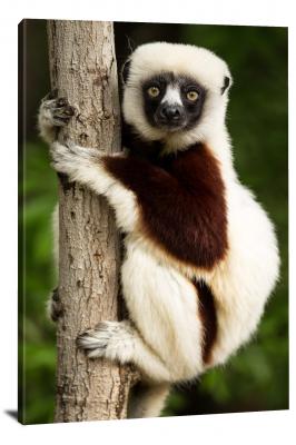 CW6963-primates-lemur-hugging-a-tree-00