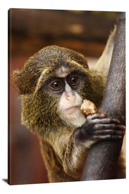 CW6964-primates-snacking-primate-00
