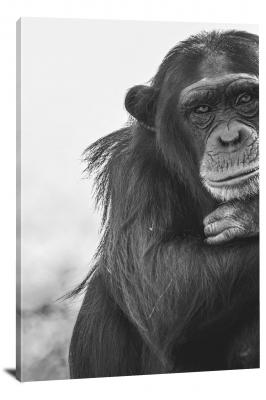 CW6965-primates-b_w-chimpanzee-00