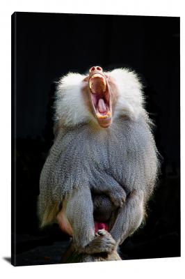 CW6966-primates-screaming-baboon-00