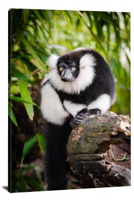 CW6967-primates-ruffed-lemur-00