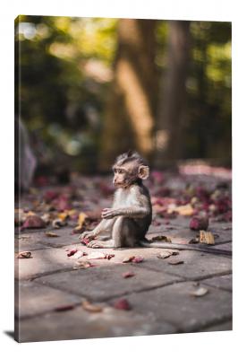 CW6969-primates-baby-monkey-with-leaves-00