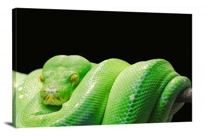 Green Python, 2014 - Canvas Wrap