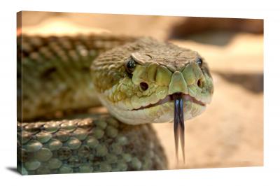 CW6653-reptiles-speckled-rattlesnake-00