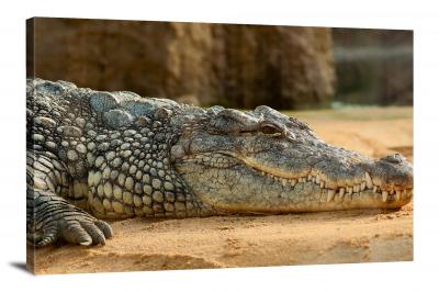 CW6655-reptiles-nile-crocodile-00