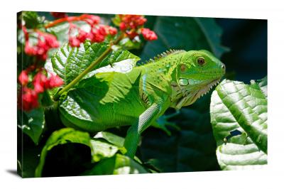 CW6656-reptiles-iguana-on-a-leaf-00