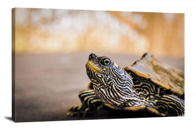 CW6657-reptiles-closeup-of-a-turtle-00