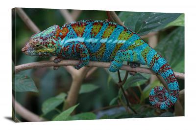 Chameleon on a Branch, 2015 - Canvas Wrap