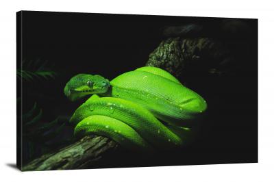 Green Snake on Branch, 2021 - Canvas Wrap