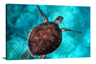 Sea Turtle Swimming in Clear Water, 2017 - Canvas Wrap
