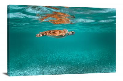 Small Green Turtle Near Surface, 2020 - Canvas Wrap