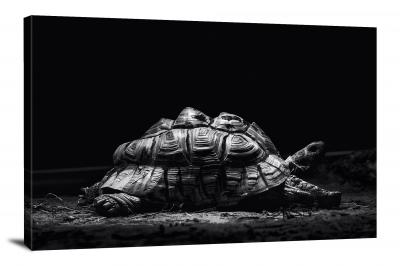 B&W Tortoise, 2019 - Canvas Wrap
