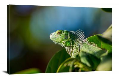 CW6663-reptiles-green-iguana-00