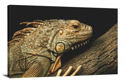 Closeup of an Iguana, 2019 - Canvas Wrap