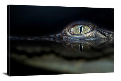 CW6667-reptiles-reflection-of-crocodiles-eye-00