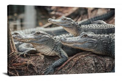 CW6668-reptiles-three-crocodiles-00