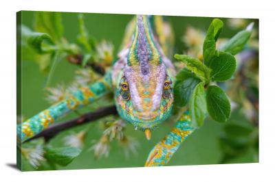 CW6670-reptiles-chameleon-facing-off-camera-00