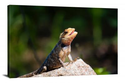 CW6671-reptiles-brown-gecko-00