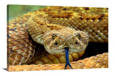 CW6672-reptiles-rattlesnake-in-arizona-00