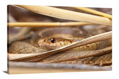 CW6673-reptiles-garter-snake-in-dried-grass-00