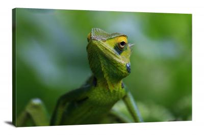 CW6674-reptiles-peaceful-chameleon-00