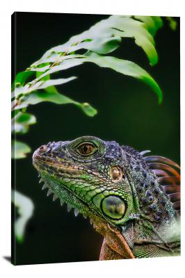 CW6675-reptiles-green-iguana-under-a-leaf-00