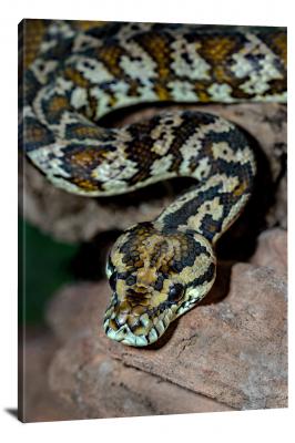 CW6679-reptiles-carpet-python-morelia-spilota-00