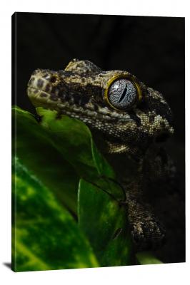CW6680-reptiles-a-geckos-eye-00
