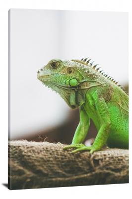 Green Iguana with Light Backdrop, 2021 - Canvas Wrap