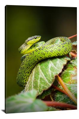 CW6682-reptiles-a-green-snake-coiling-a-leaf-00
